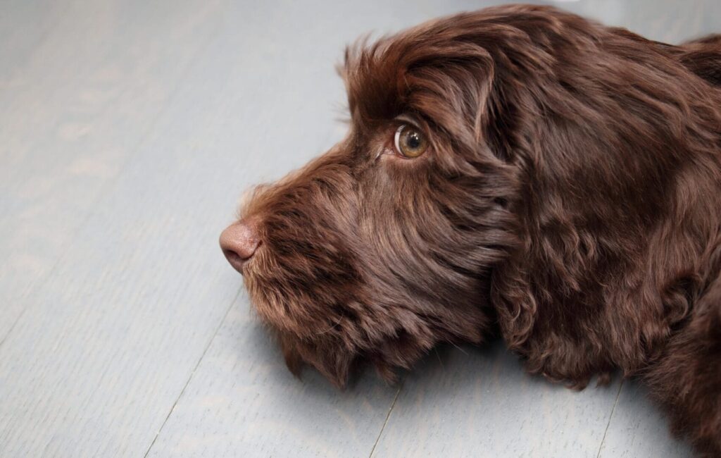 Brown dog lying on wooden floor.