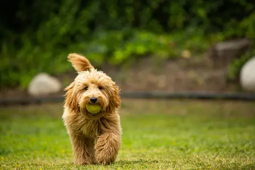 Adorable doodle dog with fluffy coat.