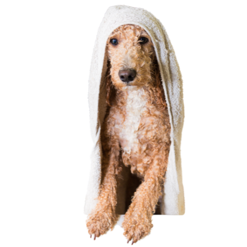 Here's an alt tag for the image: Wet dog wrapped in towel.