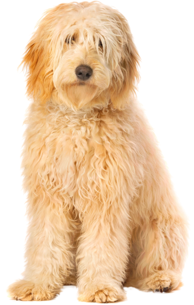 Fluffy dog sitting against white background.