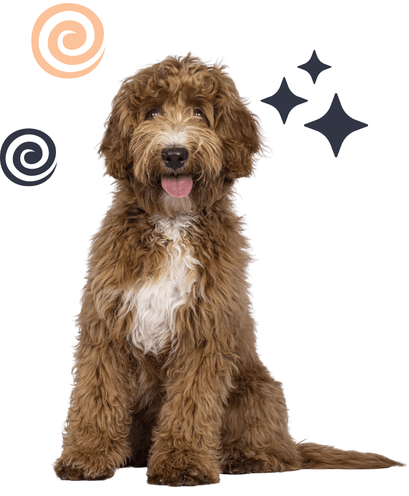 Fluffy brown dog with playful background.