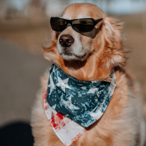 Cool golden retriever in sunglasses.