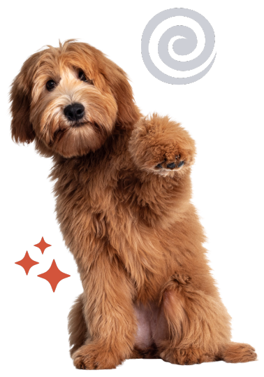 Fluffy dog raising paw, spiral design background.