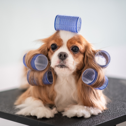 Here's an alt tag for the image: Dog with hair rollers in its fur.