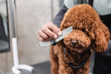 To brush or not to brush, THAT is the question!