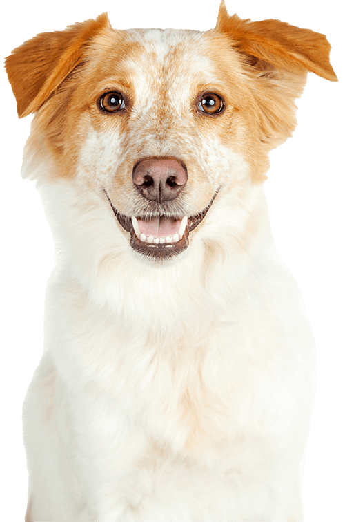 Smiling dog with brown and white fur.
