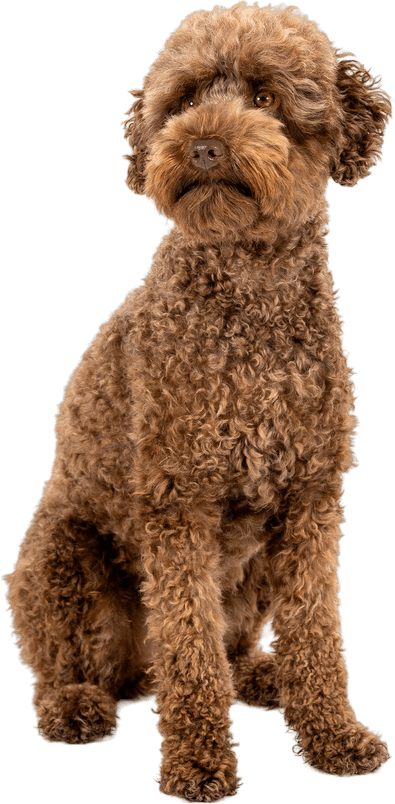 Brown curly-haired dog sitting attentively.