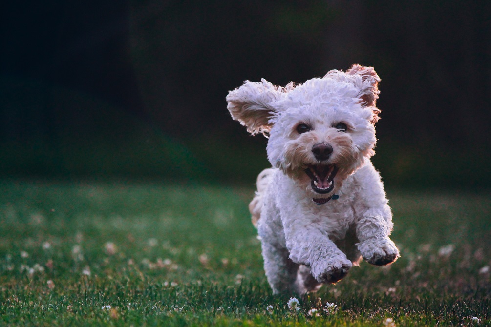Happy dog running on grassy field.