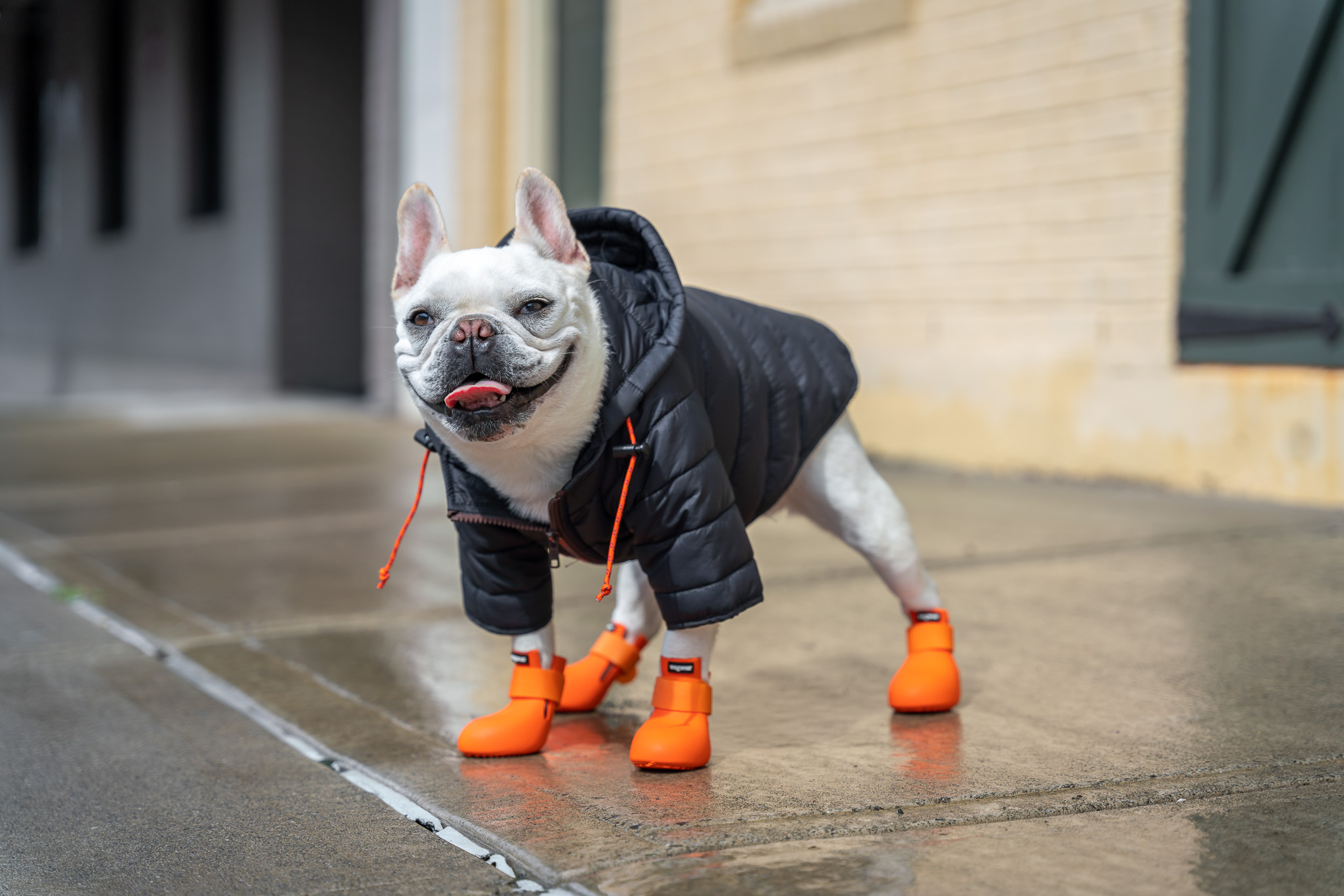 Dog wearing coat and boots on sidewalk.